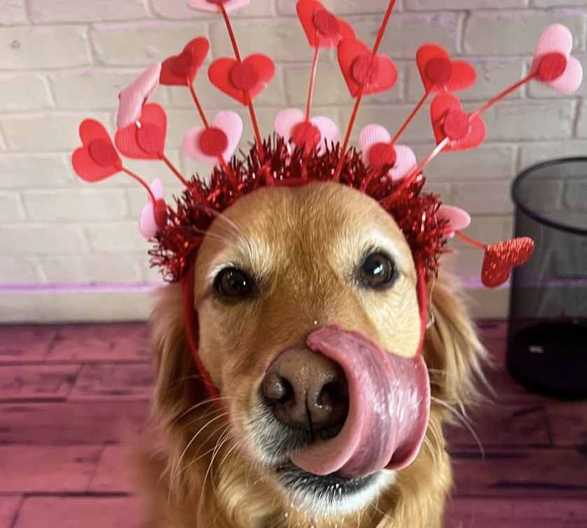 Betty White, a golden retriever wearing a heart headband